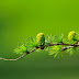 Uitgifte groene staatsobligatie