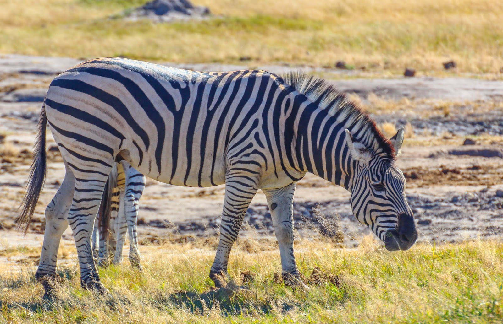 Cannundrums Burchell's Zebra
