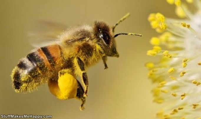 1. For a second, the bee makes more than 270 strokes of the wings