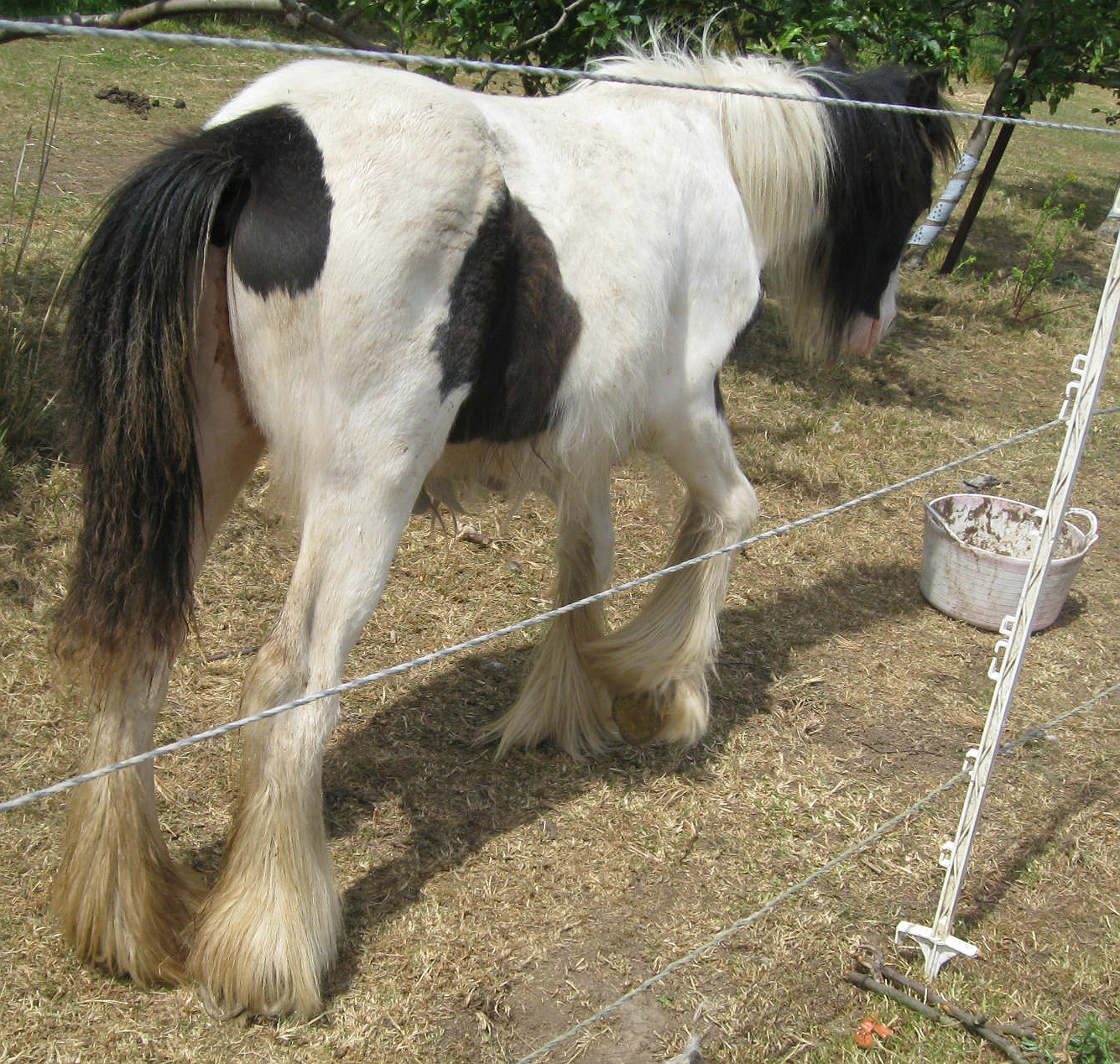 Adversity a Pony's Tale Foal Abandoned with Locking Stifle