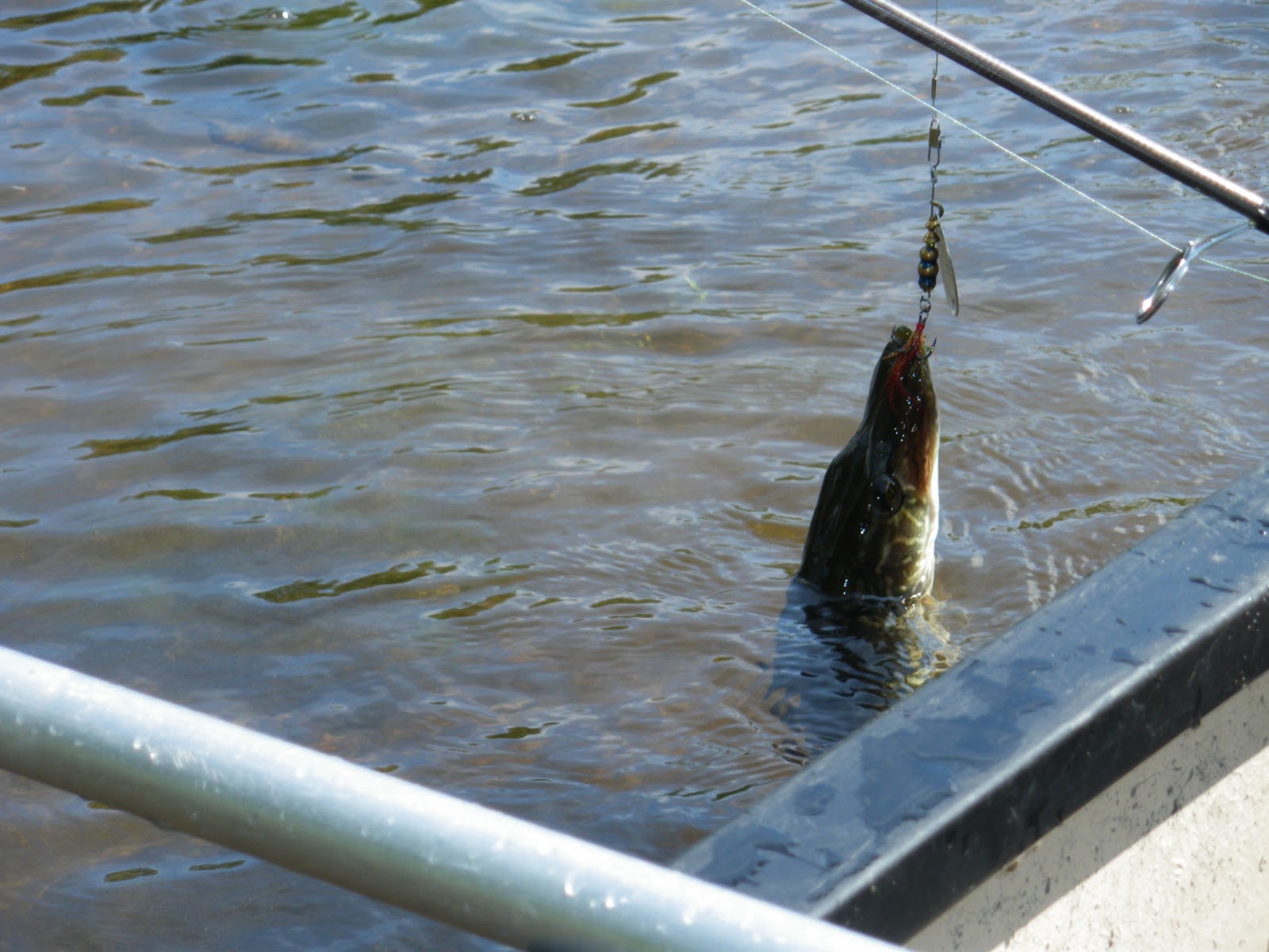 Les AA de la pêche SAISON 2011 BROCHET