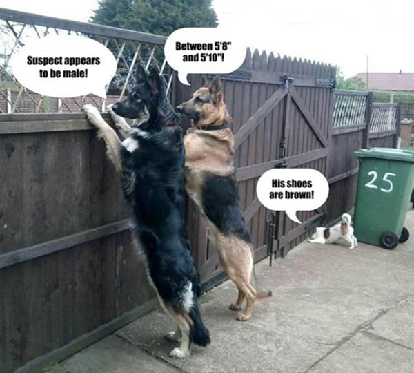 http://2.bp.blogspot.com/-n_02Ca4hVdg/UePoJvy_xkI/AAAAAAAAmms/CRmO1cK2Vk0/s640/026-funny-animal-pictures-with-captions-013-dogs.jpg