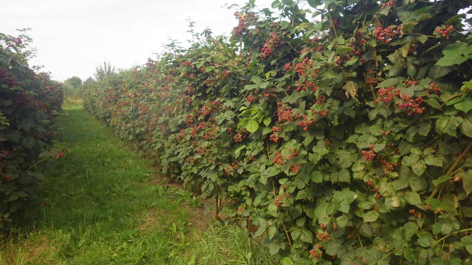 Moesker's moestuin: friday on the farm.