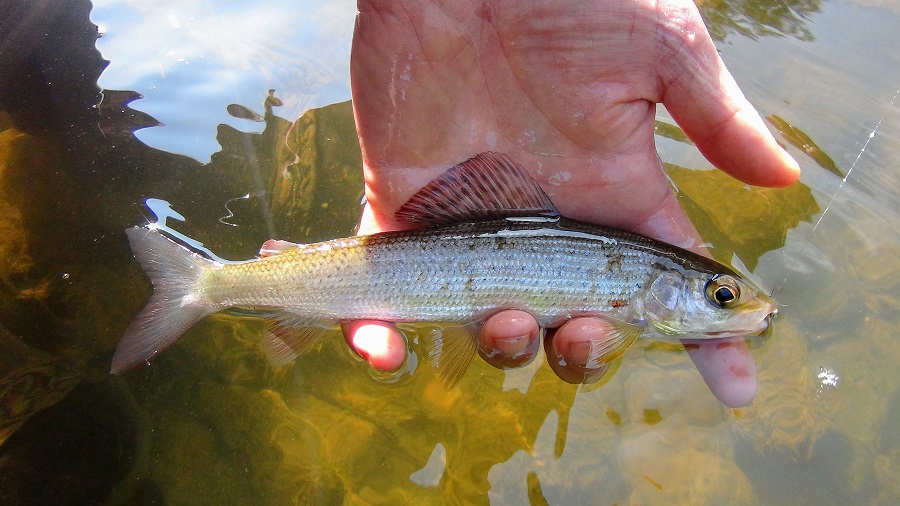 Paddle Freaks Outfitter ベルギー釣行 いよいよ実釣 編