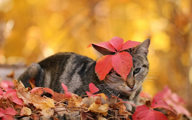 Kat en herfstbladeren