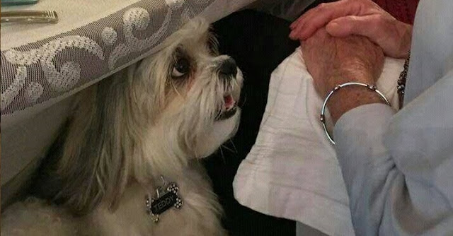 12 fatos que só quem tem um shih tzu dentro de casa entenderá