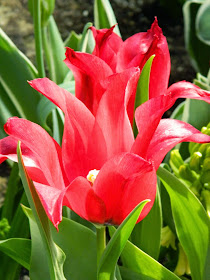 Red Kaufman tulips Centennial Park Conservatory 2015 Spring Flower Show by garden muses-not another Toronto gardening blog
