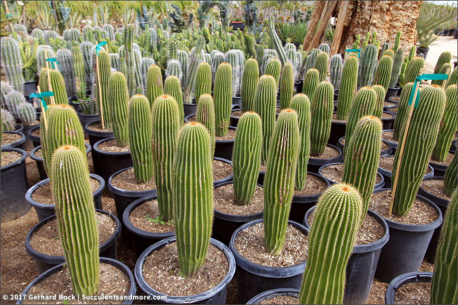 Sunland Cactus Nursery