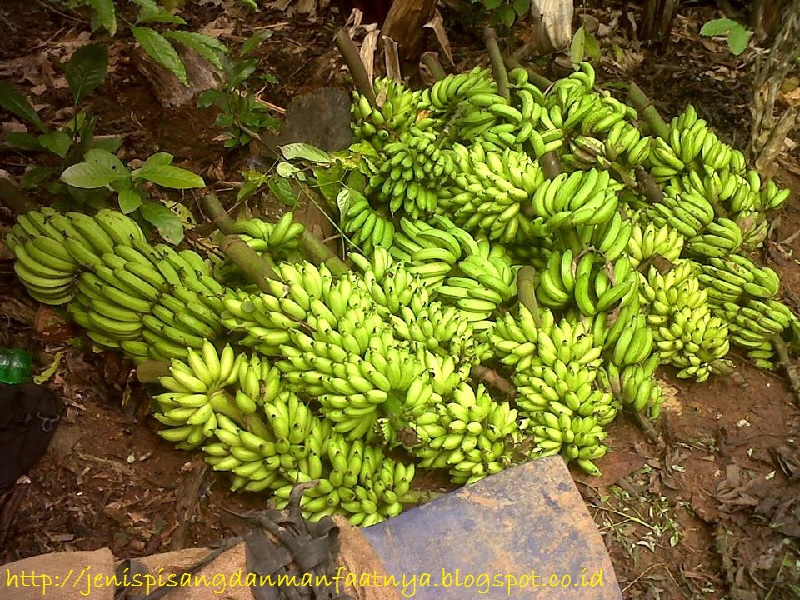 Nama Lain Pisang Lampung, Harga, Ciri Ciri Dan Gambarnya - Jenis Pisang