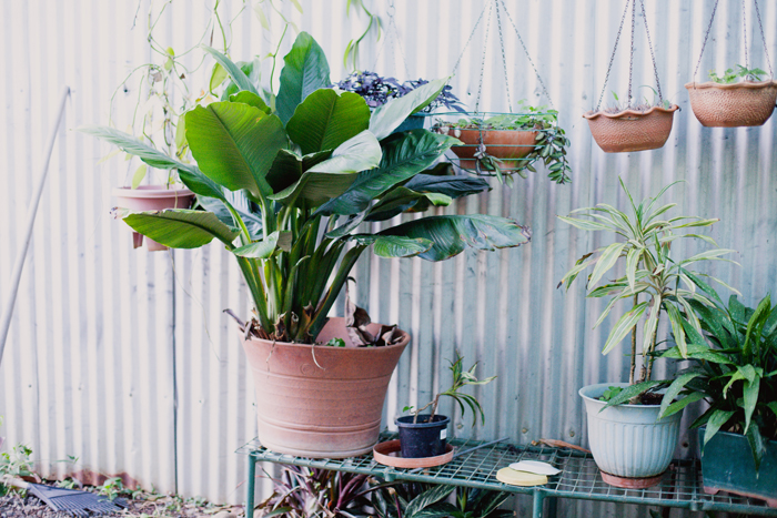 green house gardening australia