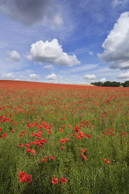 Bright red poppies in the morning sun under a blue sky and white clouds outside Royston in Hertfordshire by Martyn Ferry Photography