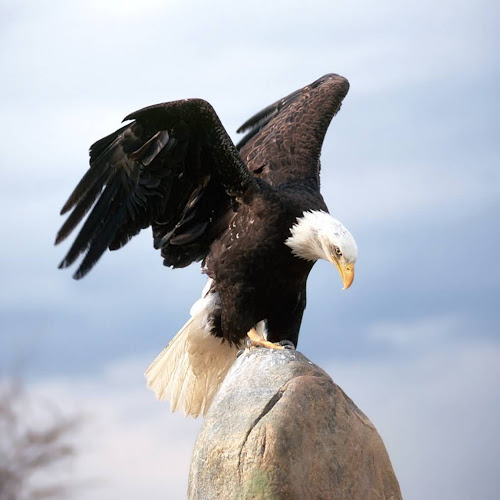 40 Lebih Foto Burung Elang  Keren 