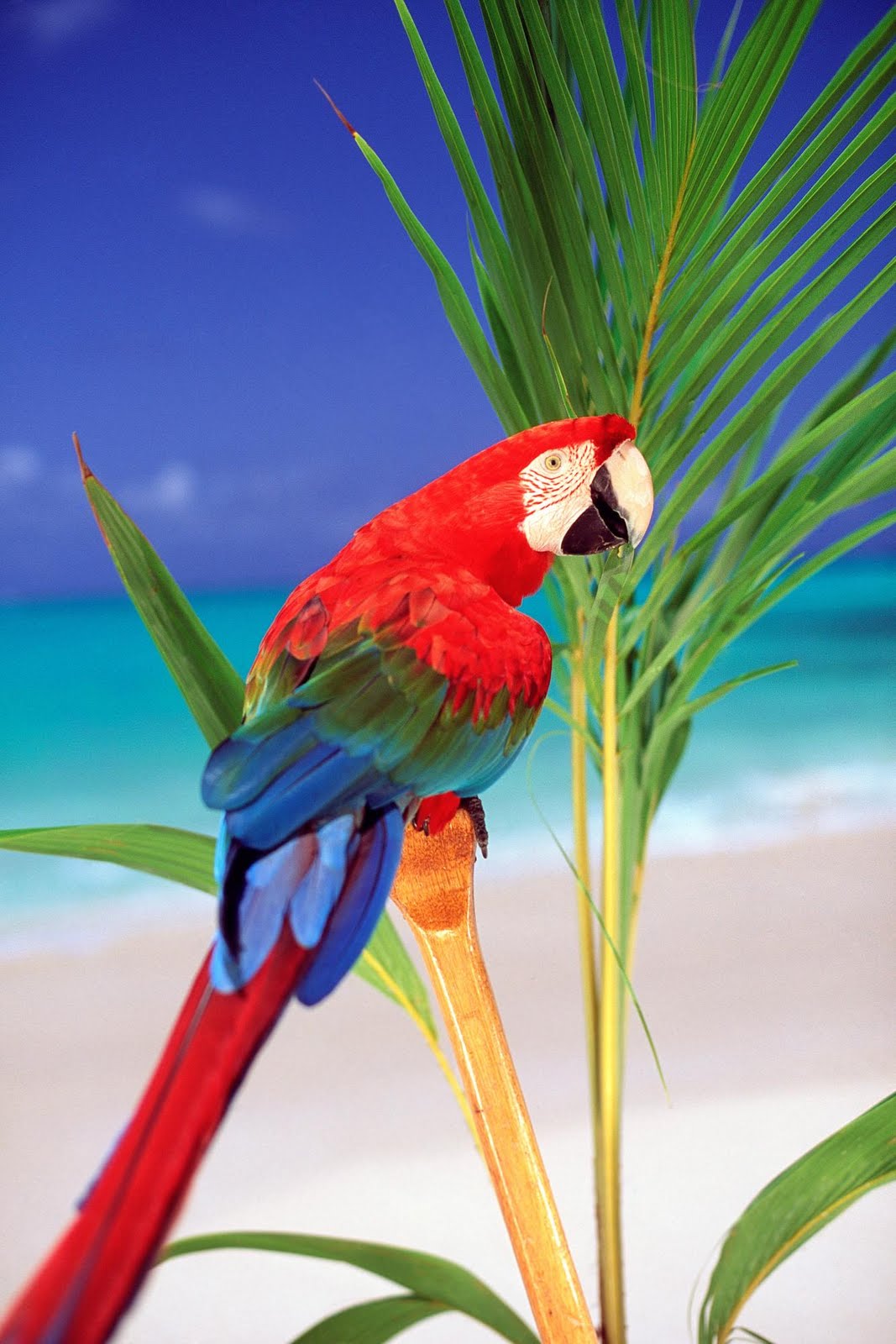 Color of Nature Parrots HD Wallpapers | wallpaper