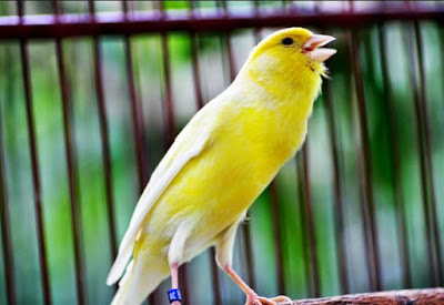 Daftar Harga Burung Kenari Daftar Harga Burung Kenari