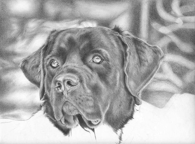 Fotórealista rajzok: Labrador retriever