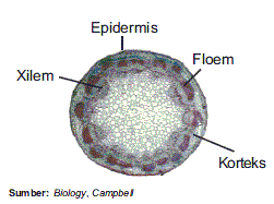 Materi Biologi: November 2011