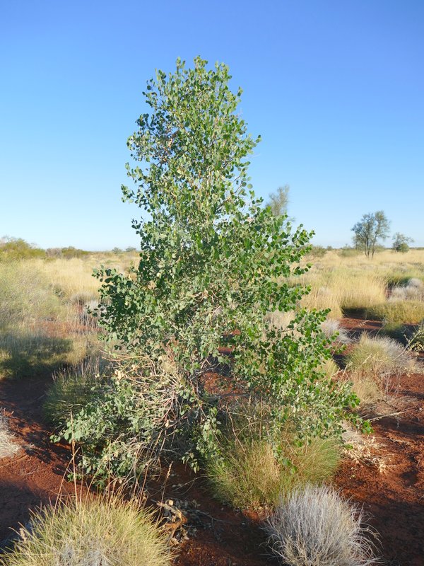 Ian Fraser, talking naturally The Great Sandy Desert 3, trees and herbs