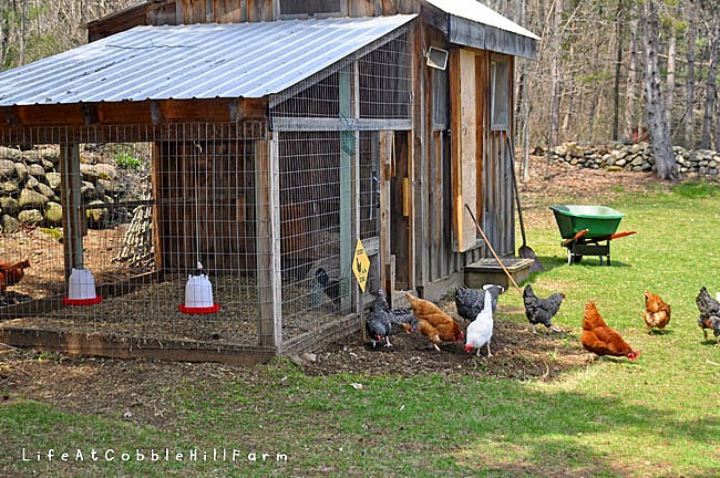 Life At Cobble Hill Farm: Chicken Coop 101: Thirteen 