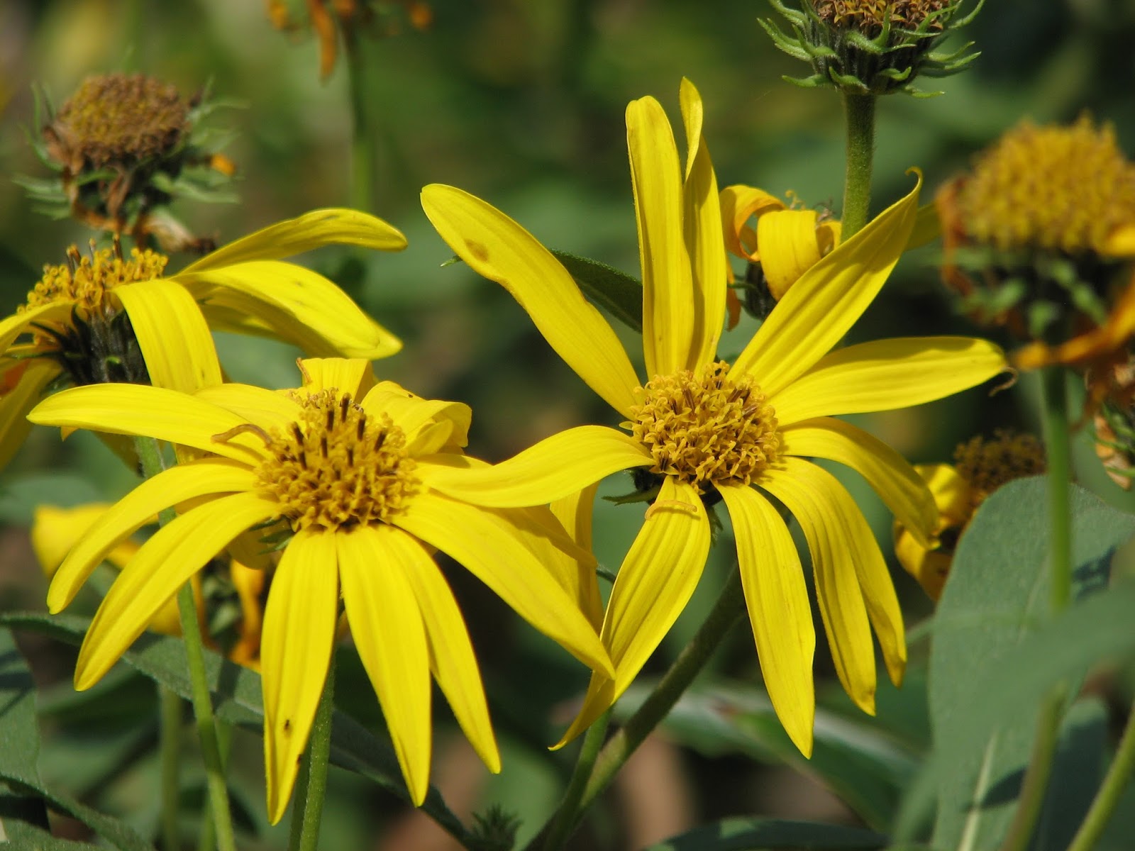 South Burlington, VT flowersAugust Litter with a Story To Tell