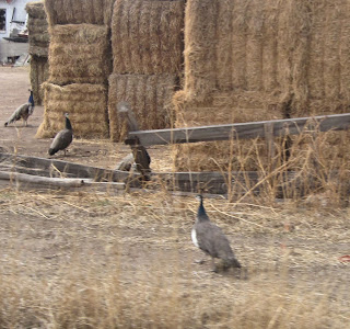 Peacocks