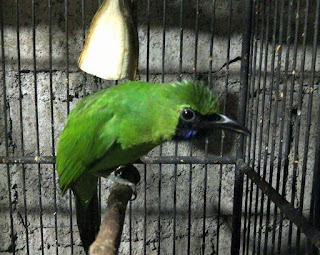 suara cucak ijo suara cucak ijo