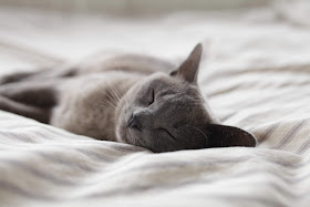Grey cat asleep on bed