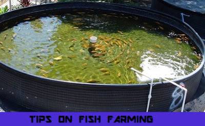 Basic Tips On How to start a fish farm business