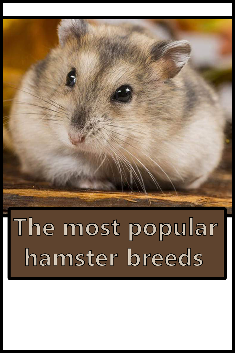 The most popular hamster breeds The Buzz Land