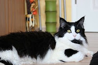 Maine coon mom Maine coon mom