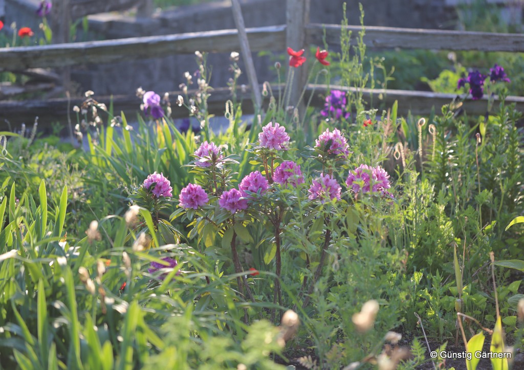 Günstig gärtnern Quadratisch und praktisch