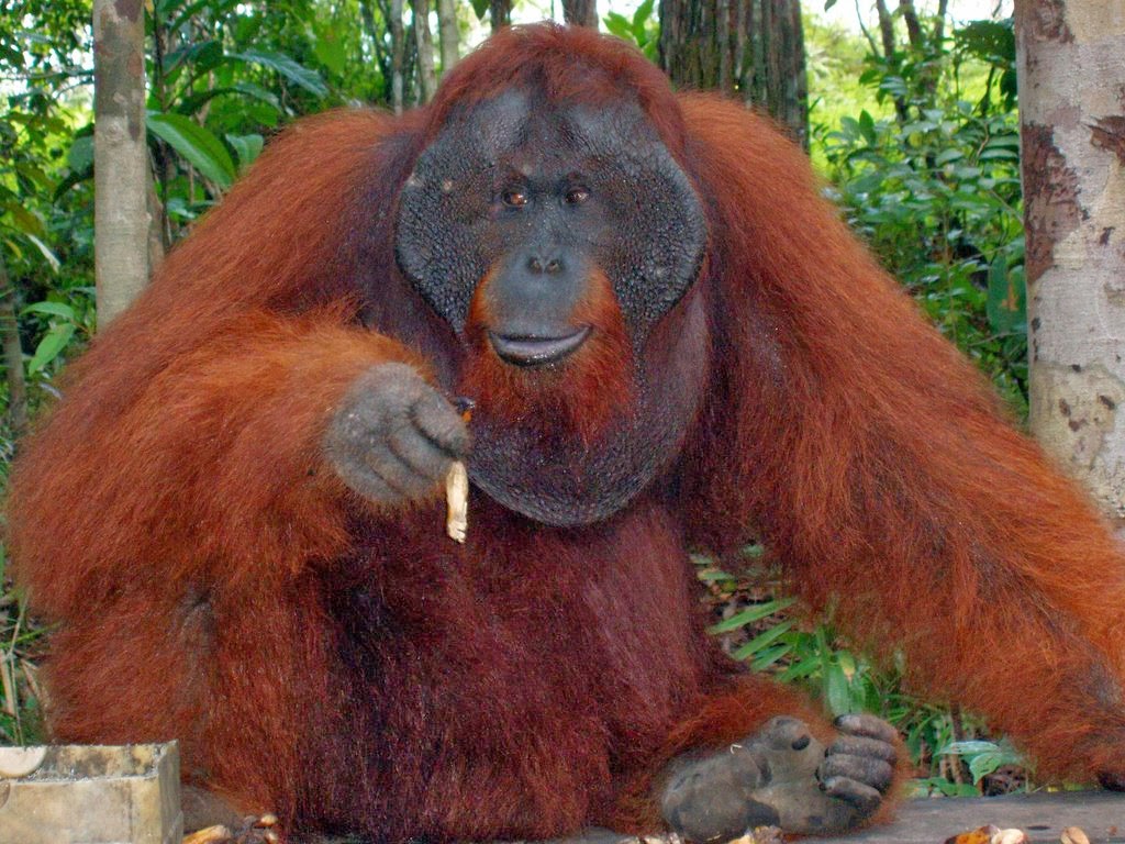 Endangered Animals  Orang Utan Borneo  Animal  Pics On 