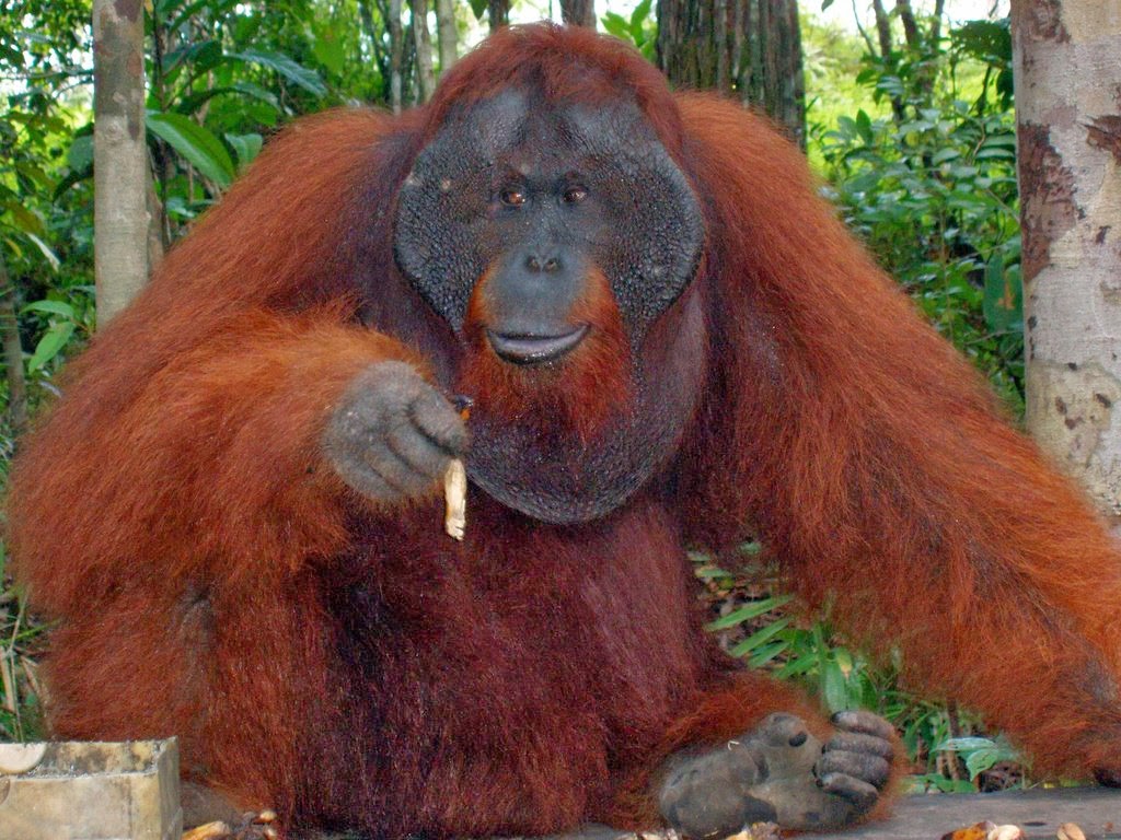 Endangered Animals (Orang Utan) Borneo ~ Animal Pics On The World