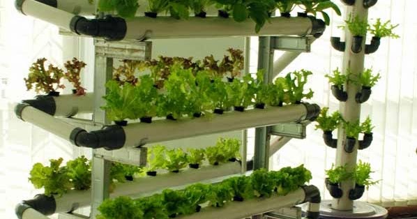 gambar tanaman herba yang cocok untuk hidroponik