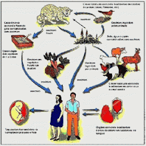 Ciclo do protozoário parasita Toxoplasma gondii