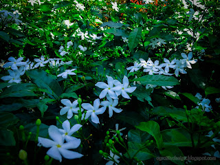 Beautiful Garden Of White Tiny Flowers Of Crape Jasmine Plants At Tangguwisia Village, North Bali, Indonesia