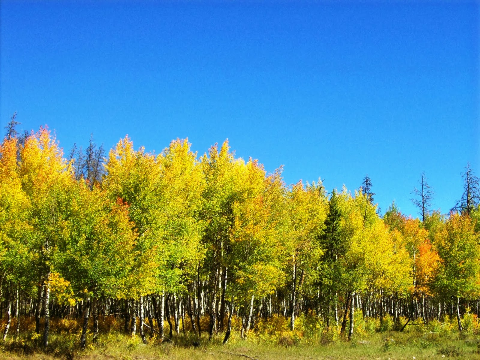 What's Happening in Grand Lake, Colorado Bugling Elk and Golden Aspen