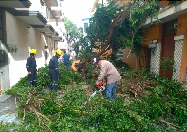 Suman 53 árboles caídos por evento de norte en Veracruz: PC. Noticias en tiempo real