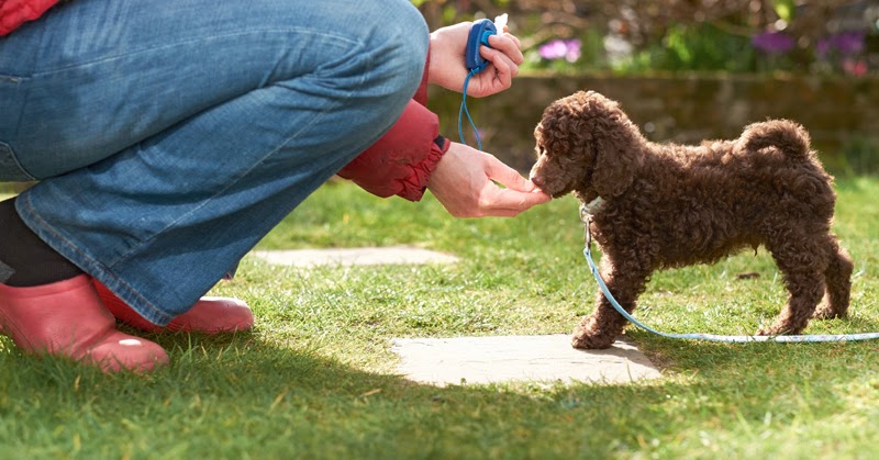 Gal Ziv Dog Training Gal Ziv Dog Training