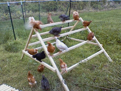 chicken jungle gym chickens boredom busters chicks keeping natural