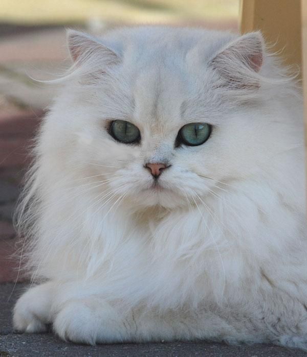6 Cara Membedakan Kucing Persia dengan Mixdome