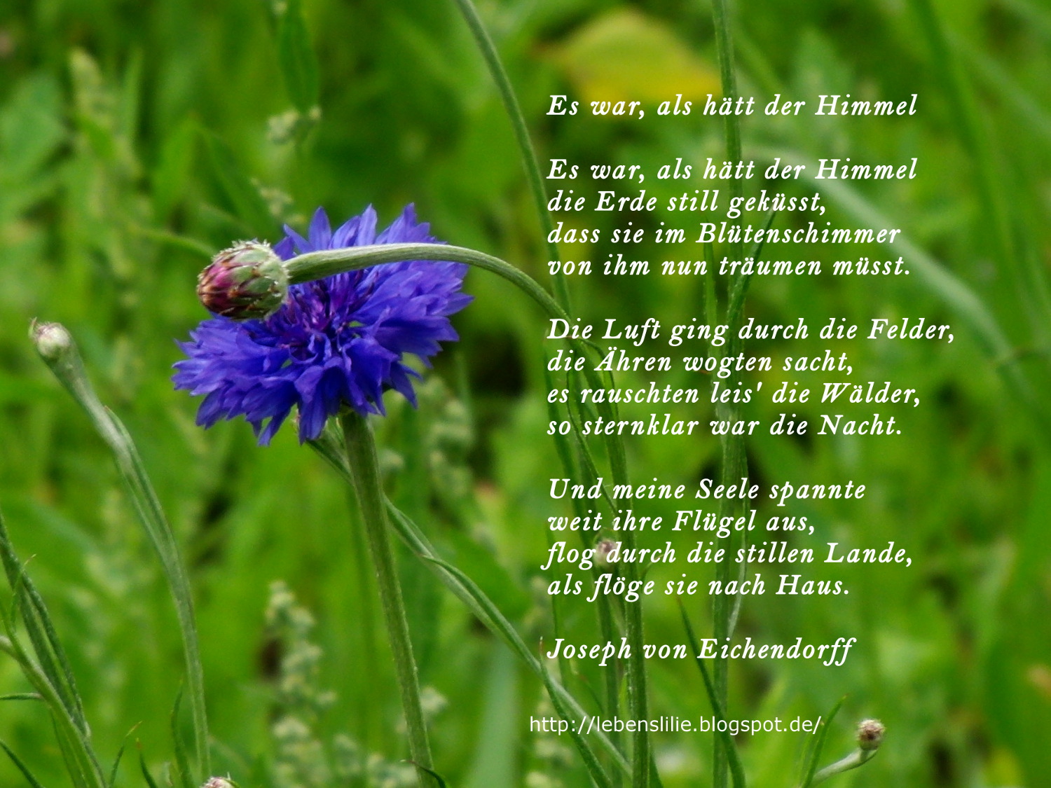 Es War Als Hätt Der Himmel Lebenslilie: Es war, als hätt der Himmel ° Joseph von Eichendorff