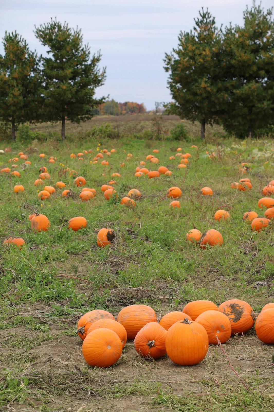 Activité d'automne à StJoseph du lac l'autocueillette de citrouilles