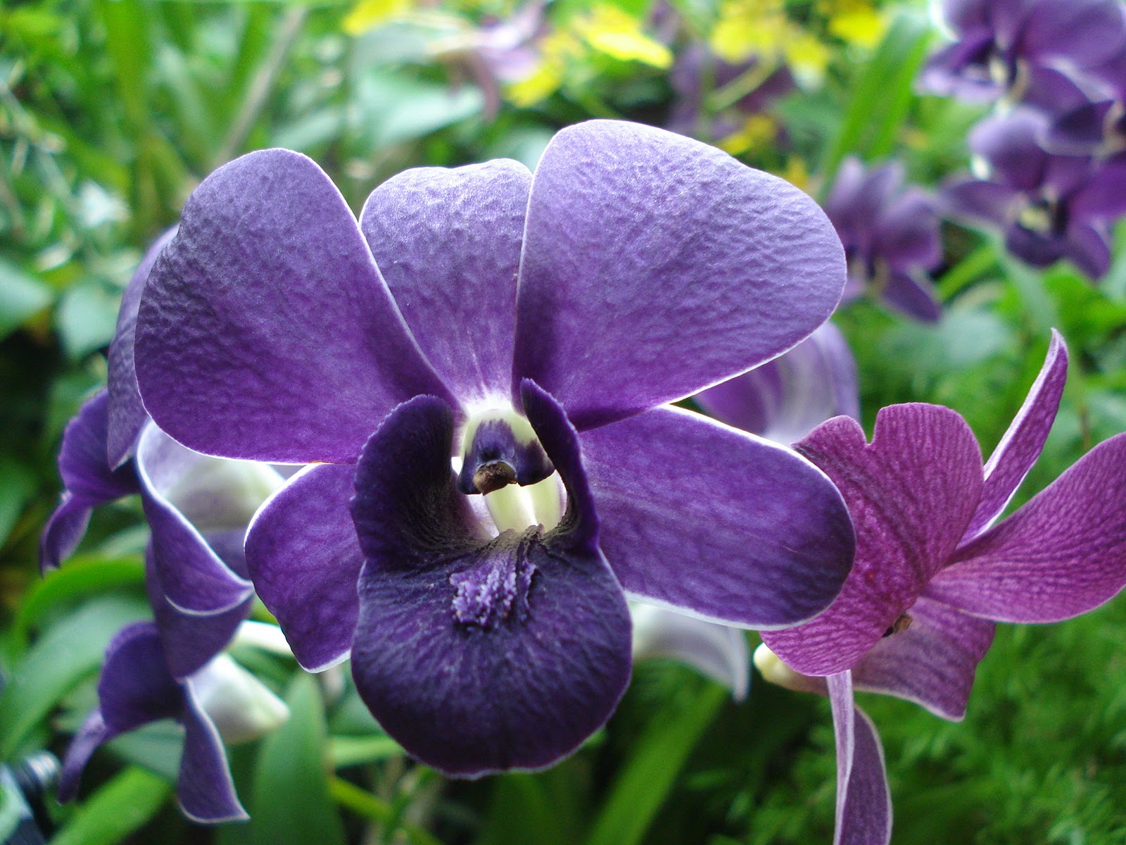 *~Creating My Sanctuary~*: Orchidaceae