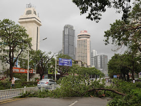 fallen tree on Yuehai East Road in Zhuhai