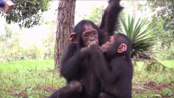 Una chimpancé paralizada por la polio dedica su vida a cuidar de otros chimpancés huérfanos