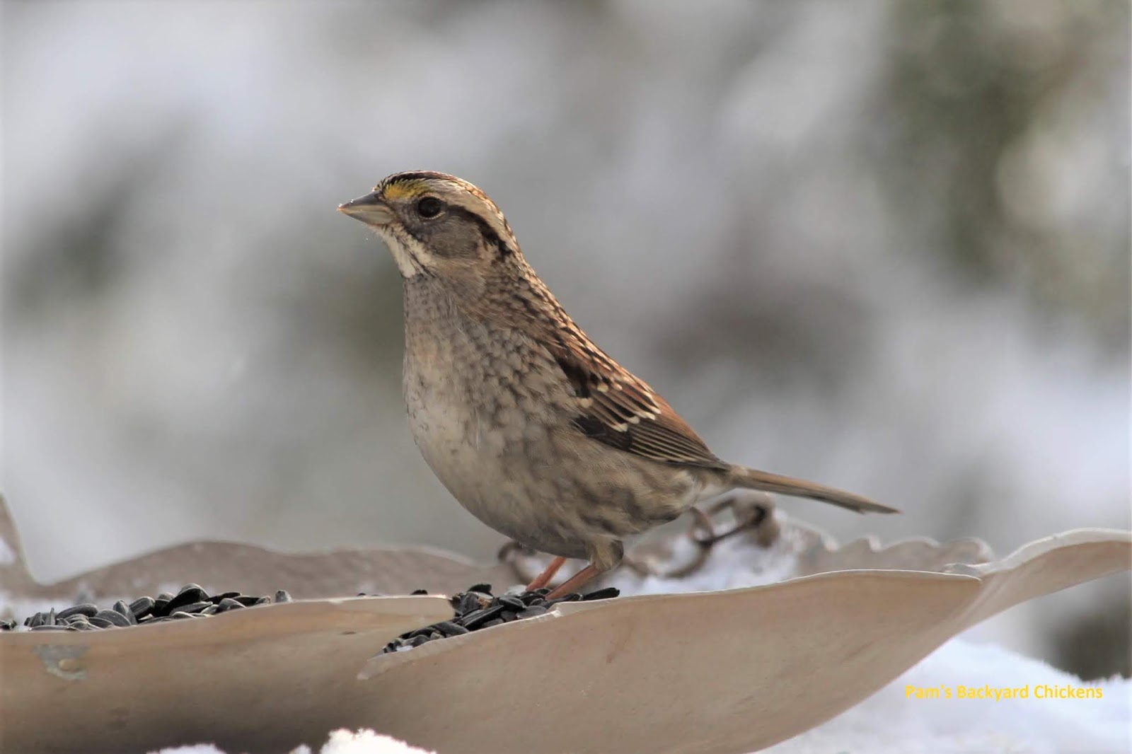 Amazon Com New Rodale Books Backyard Bird Feeders Bible With Its