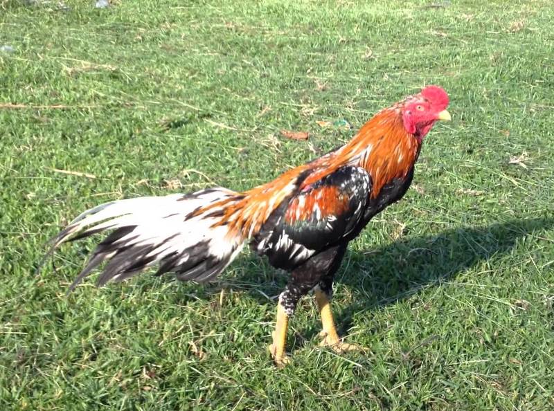 Gambar Ayam Bangkok Bagus Pecinta Jago Warna Blorok Hitam Yg