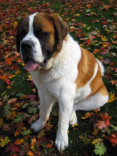 Giant Dog Breed Profile: Saint Bernard dog breed information