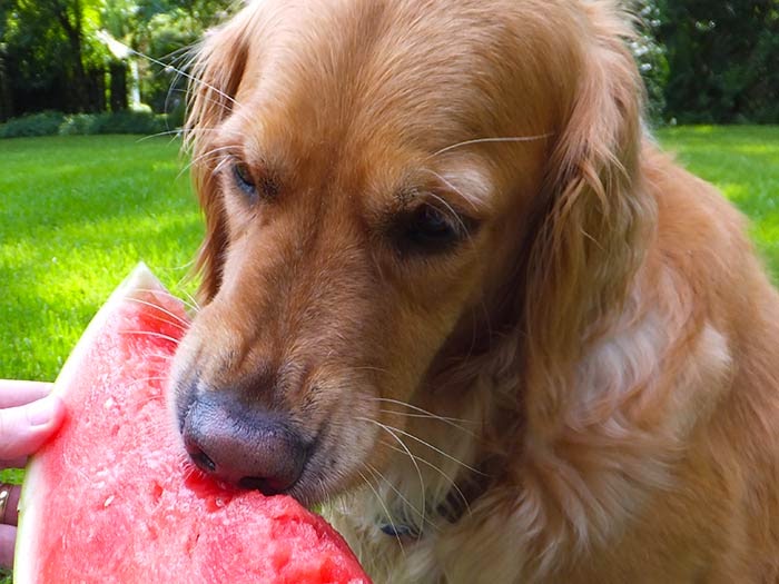 Cachorro pode comer melancia e melão Clearance