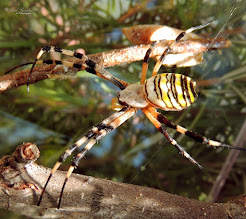 La araña tigre (Argiope bruennichi)